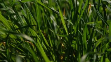 Yeşil çimenler yakın plan. Taze yeşil çimlerin yakın görüntüsü, seçici odaklanma. Çimen arka planı - seçici odaklanma. Tahıl tarlası.