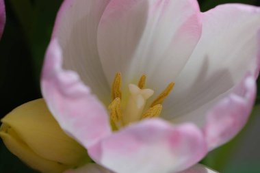 Makro yakın plan, seçici odaklanma, lale yapraklarının odaksız doğa arka planı. Yapraklarında pembe çizgiler olan beyaz lale. Lale çiçeğinin üst görüntüsü.