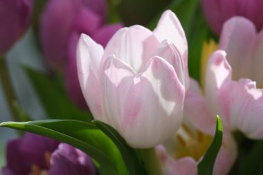 Makro yakın plan, seçici odaklanma, lale yapraklarının odaksız doğa arka planı. Yapraklarında pembe çizgiler olan beyaz lale. - Evet. Yüksek kalite fotoğraf