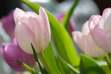 Makro yakın plan, seçici odaklanma, lale yapraklarının odaksız doğa arka planı. Yapraklarında pembe çizgiler olan beyaz lale. - Evet. Yüksek kalite fotoğraf