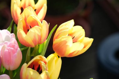 Sarı ve kırmızı lale çiçekleri kapalı, seçici odak. Lalelerin odaklanmış olmayan Macro arkaplanı