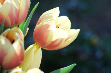 Sarı ve kırmızı lale çiçekleri kapalı, seçici odak. Makro lalelerin doğal arka planlarını çözdü. - Evet. Yüksek kalite fotoğraf