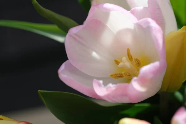 Macro Close Selective Focus Defocused Nature Background Tulip Petals White — Stock Photo, Image