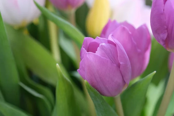 Purple Tulip Close Copy Space Selective Focus Nature Blurred Background — Stock Photo, Image