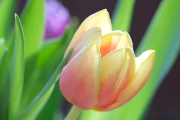 Fleurs Tulipes Jaunes Rouges Rapprochées Mise Point Sélective Macro Nature — Photo