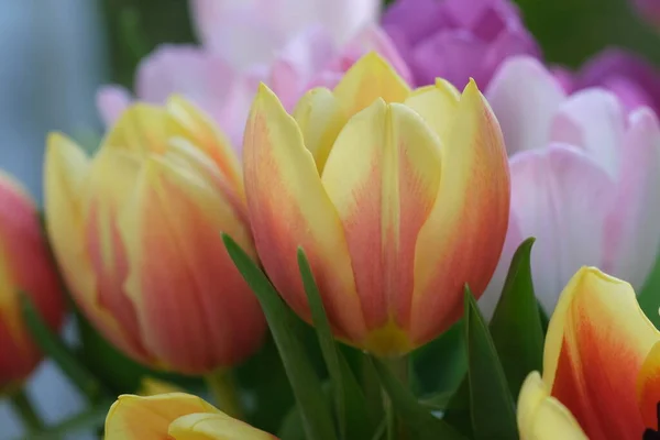 Yellow Red Tulip Flowers Close Selective Focus Macro Defocused Nature — Stock Photo, Image