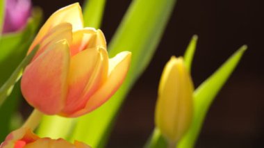 Sarı ve kırmızı lale çiçekleri kapalı, seçici odak. Lalelerin odaklanmış olmayan Macro arkaplanı. 