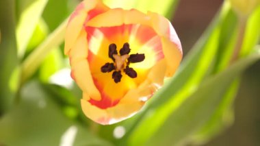 Sarı ve kırmızı lale çiçekleri kapalı, seçici odak. Makro lalelerin doğal arka planlarını çözdü. Lale çiçeğinin üst görüntüsü..