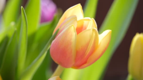 Fleurs de tulipes jaunes et rouges rapprochées, mise au point sélective. Macro nature déconcentrée fond de tulipes. — Video