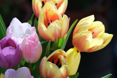 Çok renkli lale çiçekleri yakın plan, seçici odaklanma. Odaklanamayan doğa geçmişi. Farklı renkte pastel çiçekli lale buketi. - Evet. Yüksek kalite fotoğraf