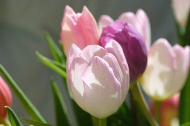 Makro yakın plan, seçici odaklanma, lale yapraklarının odaksız doğa arka planı. Yapraklarında pembe çizgiler olan beyaz lale. - Evet. Yüksek kalite fotoğraf