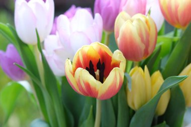 Çok renkli lale çiçekleri yakın plan, seçici odaklanma. Odaklanamayan doğa geçmişi. Farklı renkte pastel çiçekli lale buketi. - Evet. Yüksek kalite fotoğraf