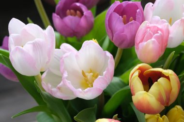 Çok renkli lale çiçekleri yakın plan, seçici odaklanma. Odaklanamayan doğa geçmişi. Farklı renkte pastel çiçekli lale buketi. - Evet. Yüksek kalite fotoğraf