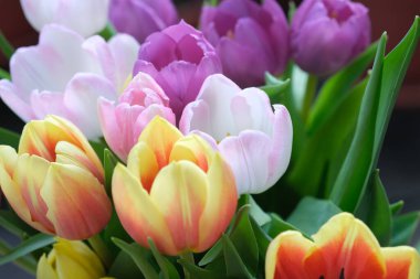 Çok renkli lale çiçekleri yakın plan, seçici odaklanma. Odaklanamayan doğa geçmişi. Farklı renkte pastel çiçekli lale buketi. - Evet. Yüksek kalite fotoğraf