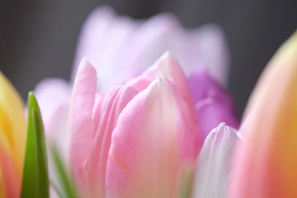 Multicolored Bunch Tulip Flowers Close Selective Focus Defocused Nature Background — Stock Photo, Image