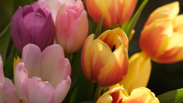 Multicolored bunch of tulip flowers close-up, selective focus. Defocused nature background. Tulip bouquet with different pastel color flowers. — Stock Video