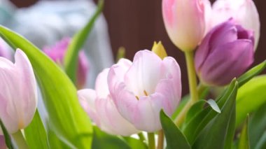 Makro yakın plan, seçici odaklanma, lale yapraklarının odaksız doğa arka planı. Yapraklarında pembe çizgiler olan beyaz lale. 