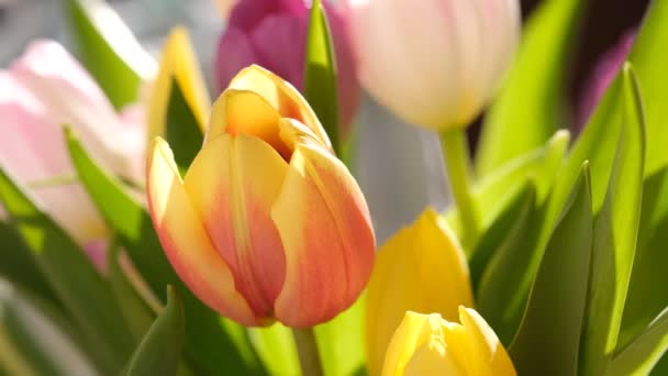 Fiori di tulipano giallo e rosso da vicino, messa a fuoco selettiva. Macro sfondo natura sfocata di tulipani. — Video Stock