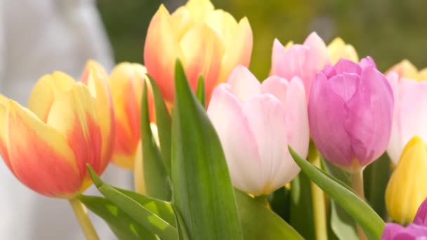 Πολύχρωμα λουλούδια τουλίπας κοντά, επιλεκτική εστίαση. Αποεστιασμένο υπόβαθρο της φύσης. Τουλίπα μπουκέτο με διαφορετικά λουλούδια παστέλ χρώμα. — Αρχείο Βίντεο