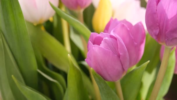 Purpurowe zbliżenie tulipanów z przestrzenią do kopiowania, selektywna ostrość. Rozmyte tło natury. — Wideo stockowe