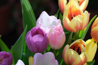 Çok renkli lale çiçekleri yakın plan, seçici odaklanma. Odaklanamayan doğa geçmişi. Farklı renkte pastel çiçekli lale buketi. - Evet. Yüksek kalite fotoğraf