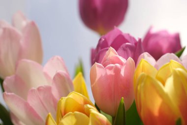 Çok renkli lale çiçekleri yakın plan, seçici odaklanma. Odaklanamayan doğa geçmişi. Farklı renkte pastel çiçekli lale buketi. - Evet. Yüksek kalite fotoğraf