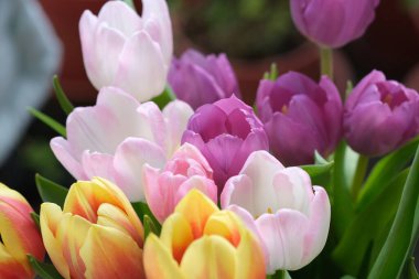 Çok renkli lale çiçekleri yakın plan, seçici odaklanma. Odaklanamayan doğa geçmişi. Farklı renkte pastel çiçekli lale buketi. - Evet. Yüksek kalite fotoğraf