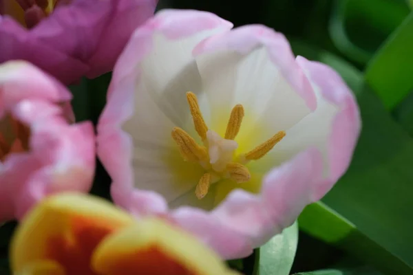 Macro Close Selectieve Focus Gedeconcentreerde Natuur Achtergrond Van Tulpenblaadjes Witte — Stockfoto