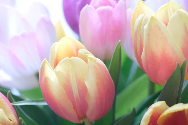 Bouquet Multicolore Fleurs Tulipes Gros Plan Mise Point Sélective Nature — Photo