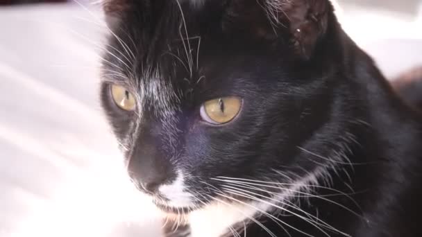 Zwart-witte kat liggend don op de bank en squints van het zonlicht. — Stockvideo