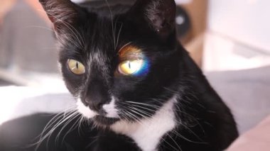 Siyah ve beyaz kedi gözlerinde gökkuşağının güneş ışığının yansımasını görür ve uzaklaşır.. 