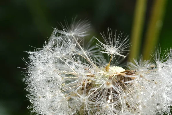 Cerrar Imagen Macro Cabeza Semilla Diente León Con Delicados Patrones — Foto de Stock