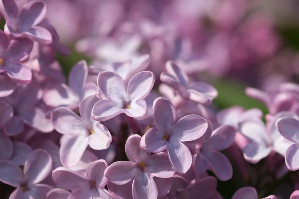 Ramo Fiorito Fiori Viola Lilla Viola Freschi Primo Piano Messa — Foto Stock