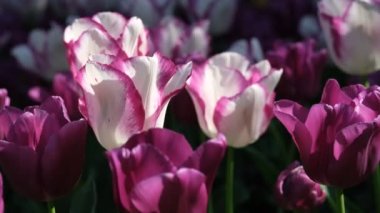 Beyaz ve mor lale yakın çekim, seçici odaklanma. Bir sürü çiçek açan beyaz ve yeşil saplı mor laleler. Gün ışığına karşı laleler. 