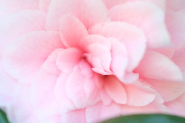Defokussierte Abstrakte Natur Hintergrund Verschwommenes Pastellrosa Hintergrund Valentine Blütenblätter Abstraktes — Stockfoto