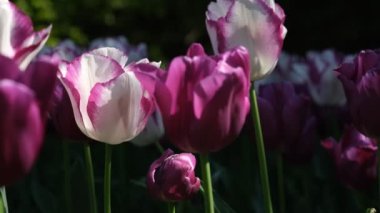 Beyaz ve mor lale yakın çekim, seçici odaklanma. Bir sürü çiçek açan beyaz ve yeşil saplı mor laleler. Gün ışığına karşı laleler. 