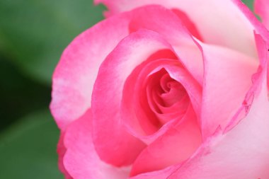 Pembe gül goncası makro yakın plan. Taze gül çiçeği pastel gül rengi. Odaklanamayan doğa arka planı, seçici odaklanma. Gül yapraklarına yakın çekim. Mercan pembe pastel rengi