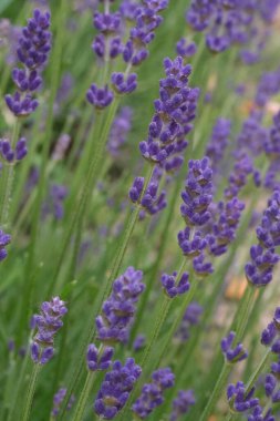 Seçici odak lavanta çiçek çiçek bahçesinde. Lavanta çiçekleri. Lavanta çalılar portre. Lavanta çiçeği alana kadar yakın