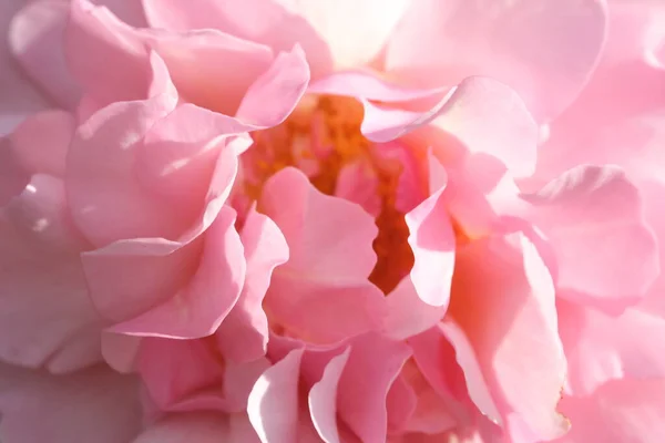 Defocused Nature Background Petal Pastel Colours Flower Macro Closeup Peony — Stock Photo, Image