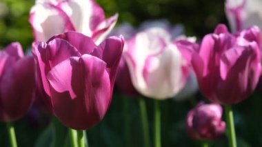 Beyaz ve mor lale yakın çekim, seçici odaklanma. Bir sürü çiçek açan beyaz ve yeşil saplı mor laleler. Gün ışığına karşı laleler. 