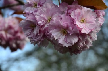 Pembe Kiraz Çiçeği. Makro seçici odaklanma. Arka plan bulanık. Pembe sakura çiçekleri seçici odağı kapatır