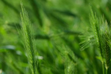 Soyut bulanık parlak renk arkaplanı. Çavdar otlağının parlak yeşil rengi rüzgarda hareket ediyor, makro yakın plan, seçici odaklanma. Genç buğday, dekoratif sivri kulaklı bir tarla