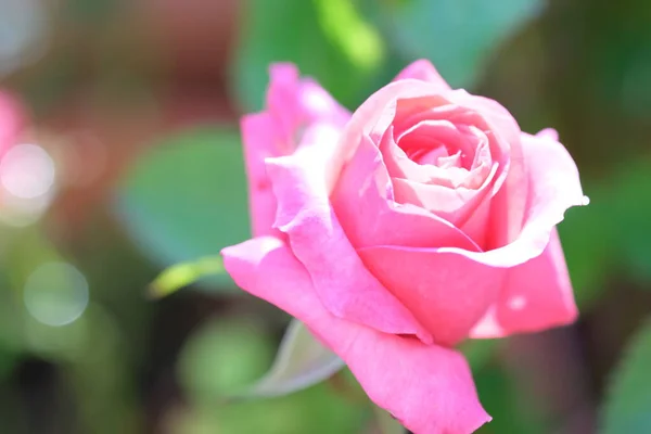 Macro Gros Bourgeon Rose Rose Fraîche Couleur Rose Pastel Nature — Photo