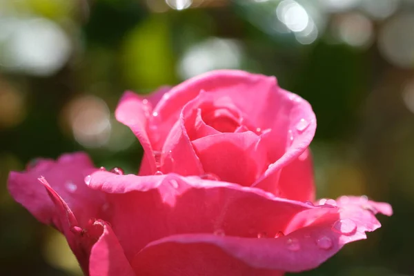 Macro Gros Bourgeon Rose Rose Fraîche Couleur Rose Pastel Nature — Photo