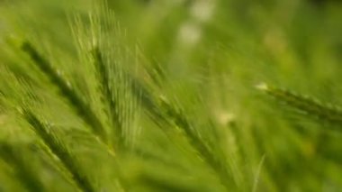 Çavdar otlağının parlak yeşil rengi rüzgarda hareket ediyor, makro yakın plan, seçici odaklanma. Genç buğday, dekoratif sivri kulaklı bir tarla.