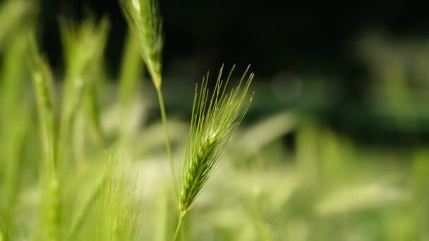 Bright Green Color Rye Meadow Moving Wind Macro Close Selective — Stock Video