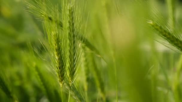 風に乗って移動するライ麦の牧草地の明るい緑の色 マクロを閉じると 選択的なフォーカス 若い小麦 装飾的なスパイクの耳のフィールド — ストック動画
