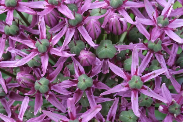 Óriási Hagyma Virágzás Allium Virág Makró Közelről Szelektív Fókusz Virág — Stock Fotó