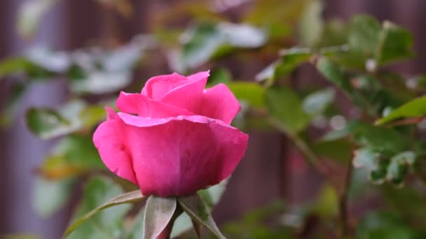 Różowy Pączek Róży Makro Zbliżenie Świeży Kwiat Róży Pastelowy Kolor — Wideo stockowe
