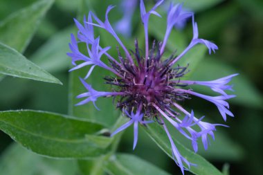 Mavi Cornflower Head 'in Macro yakın çekimi. Doğanın çiçek arkaplanı